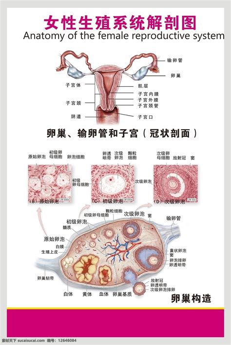 女人性器官|女性生殖系统